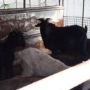 태성농장3 이미지