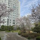 풍경을 담은 아크릴화 | 서울 벚꽃 명소 추천, 봄 기운 가득한 핫플 데이트와 마지막 꽃놀이 맛집 후기