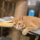 묘한쉼터 이미지