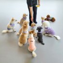 카르펫디엠 강아지유치원 이미지