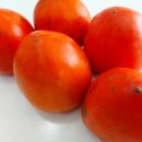 화니오기 펫살롱 이미지