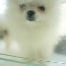 부산 강아지분양 도로시펫 이미지