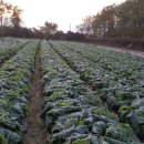 서리농장 이미지