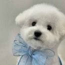 마이티그루밍 이미지