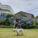 공새미 온 이미지