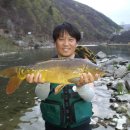 황금향어 이미지