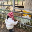 칠곡양떼목장 | 대구 근교 | 아이랑 야외 가볼만한 곳 칠곡 양떼 목장 다녀온 후기