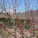 털보농장 이미지