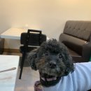 킹돈까스 | 월미도 애견동반식당 킹돈까스 king돈가스 우동까지 먹고 온 후기