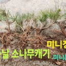 10년산 산에서캐온 적송소나무 미니정원수소재 미니분재소재감 긴가지 전정후 소나무옮겨심기 산에서 키운소나무 이미지
