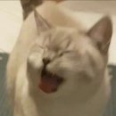 연달