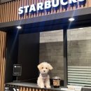 은아 펫 타운 이미지