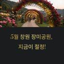 장촌공원(중앙 분수대 인근) | 창원 장미공원, 5월 지금이 절정! 도심 속 꽃 여행의 정석-맛집까지!