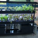 대구 경원 고등학교에 설치된 수경재배기입니다. ^^ 이미지