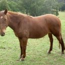 승용목장 이미지