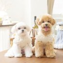 꼴레트 이미지
