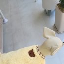 멍냥이꼬 네이버블로그