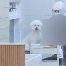 모모그루밍 | 원당동애견미용 후기✂️ 호빵이 견생미용 중 최고! 모모그루밍!