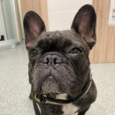 프라하동물병원 이미지