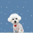 하얀이언니네 이미지