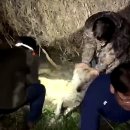 포천대신동물병원 이미지