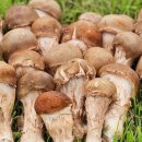 솔향이 진한 이미지