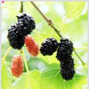 뽕이랑 귀농이랑 이미지