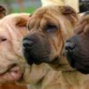 Show Dog 이미지