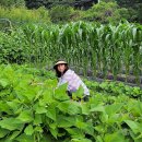 노을이슬 이미지