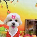 구미산동 애견미용 눈부시개 이미지