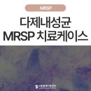 에스동물병원 | [2편] 강아지 항생제 내성 MSRP 피부질환 치료 후기 - 울산 에스동물병원 피부과