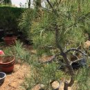 백두농원 이미지