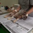 SBS 동물농장 유기견 프로젝트- 버려진 개들의 이야기 "더 언더독" 캡쳐有 ＜보면 맘아프시겠지만 꼭봐주시고, 퍼가주세요＞ 이미지