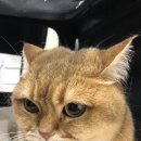 압구정동물의료센터 이미지