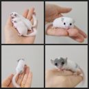 체리쉬펫 이미지