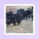 지암흑염소목장 | 관심있던 흑염소진액 추천받아 선택한 제품 섭취 후기