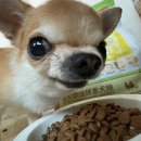 아부지고깃간 | 15. 2026년 체험판 사용 후기