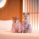 당근풀빌라 이미지