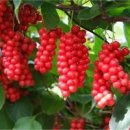 빨간색 열매 오미자(꽃말)효능과 부작용 오미자열매 말리는법 이미지