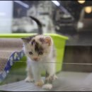 부산고양이분양 미유펫 이미지