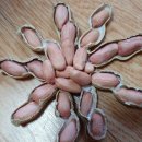 해올
