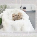 찰스부전점 | 산본유기견무료분양 무료라서 불안했다면? 강아지임보 후기
