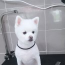 몽쭈쭈 이미지