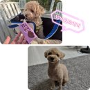 넘버원트리머 이미지