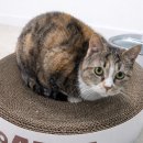 인천보육원 | 인천고양이파양 후기, 안락사없는보호소를 선택한 이유