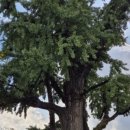 금성자원 | 1400만 홀린 왕사남, 단종과 금성대군 전설 깃든 은행나무 국가산림문화자산 지정!