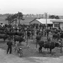 수원-1979 이미지