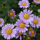 강아지풀 이미지