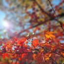 장수돼지국밥 이미지