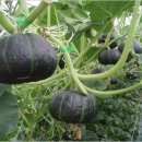 마리네 농장 이미지